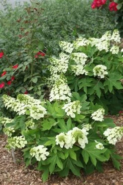 Munchkin Dwarf Oakleaf Hydrangea - 2 Gallon Pot -Flora Bloom Shop Hydrangea Munchkin 11 1