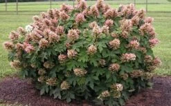 Munchkin Dwarf Oakleaf Hydrangea - 1 Gallon Pot -Flora Bloom Shop Hydrangea Munchkin