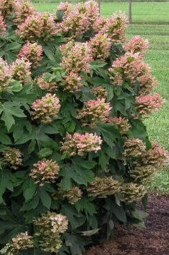 Munchkin Dwarf Oakleaf Hydrangea - 2 Gallon Pot -Flora Bloom Shop Hydrangea Munchkin 500x750 2