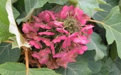 Munchkin Dwarf Oakleaf Hydrangea - 2 Gallon Pot -Flora Bloom Shop Hydrangea Munchkin Bloom Closeup 1