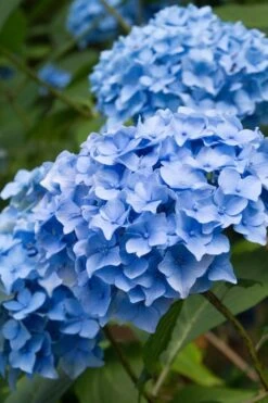 Nikko Blue Hydrangea - 2 Gallon Pot -Flora Bloom Shop Hydrangea Nikko Blue 10 1