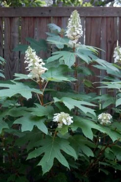 Alice Oakleaf Hydrangea - 3 Gallon Pot 18 Alice Oakleaf Hydrangea - 3 Gallon Pot -Flora Bloom Shop Hydrangea Oakleaf Alice 6