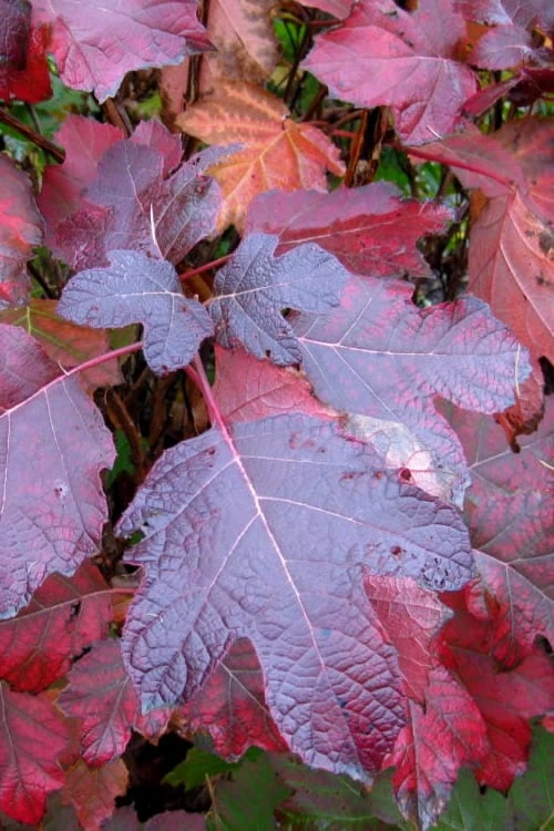 Alice Oakleaf Hydrangea - 3 Gallon Pot 5 Alice Oakleaf Hydrangea - 3 Gallon Pot - Image 5