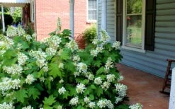 Pee Wee Dwarf Oakleaf Hydrangea - 2 Gallon Pot -Flora Bloom Shop Hydrangea Oakleaf Pee Wee 1