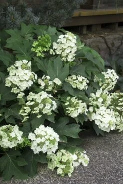 Pee Wee Dwarf Oakleaf Hydrangea - 3 Gallon Pot -Flora Bloom Shop Hydrangea Oakleaf Pee Wee 11 1