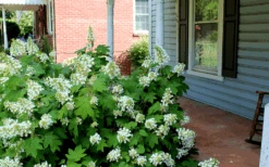 Pee Wee Dwarf Oakleaf Hydrangea - 3 Gallon Pot -Flora Bloom Shop Hydrangea Oakleaf Pee Wee
