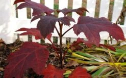 Ruby Slippers Dwarf Oakleaf Hydrangea - 3 Gallon Pot -Flora Bloom Shop Hydrangea Oakleaf Ruby Slippers Fall Foliage Color