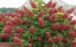 Ruby Slippers Dwarf Oakleaf Hydrangea - 3 Gallon Pot -Flora Bloom Shop Hydrangea Oakleaf Ruby Slippers Full Bloom