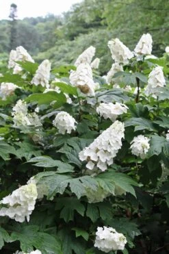 Snow Queen Oakleaf Hydrangea - 1 Gallon Pot -Flora Bloom Shop Hydrangea Oakleaf Snow Queen 10
