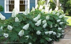 Snow Queen Oakleaf Hydrangea - 1 Gallon Pot -Flora Bloom Shop Hydrangea Oakleaf Snow Queen 11