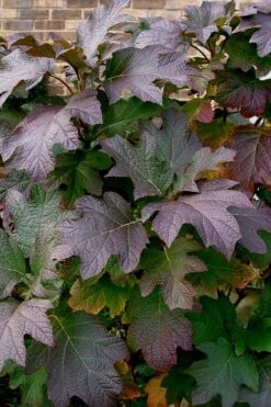Snow Queen Oakleaf Hydrangea - 3 Gallon Pot -Flora Bloom Shop Hydrangea Oakleaf Snow Queen 3 1