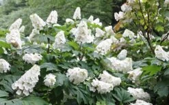 Snow Queen Oakleaf Hydrangea - 1 Gallon Pot -Flora Bloom Shop Hydrangea Oakleaf Snow Queen 6