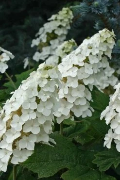 Snow Queen Oakleaf Hydrangea - 3 Gallon Pot