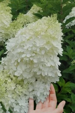 Phantom Hydrangea - 5 Gallon Pot 8 Phantom Hydrangea - 5 Gallon Pot -Flora Bloom Shop Hydrangea Phantom 20 3
