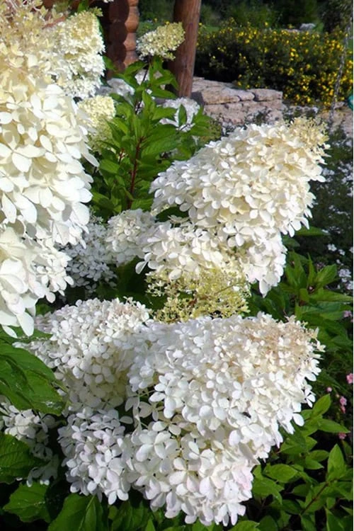 Phantom Hydrangea - 5 Gallon Pot 5 Phantom Hydrangea - 5 Gallon Pot - Image 5