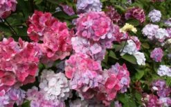 Preziosa Multi Color Hydrangea - 3 Gallon Pot 10 Preziosa Multi Color Hydrangea - 3 Gallon Pot -Flora Bloom Shop Hydrangea Preziosa 18