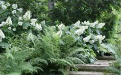Alice Oakleaf Hydrangea - 3 Gallon Pot 17 Alice Oakleaf Hydrangea - 3 Gallon Pot -Flora Bloom Shop Hydrangea Quercifolia Oakleaf 50