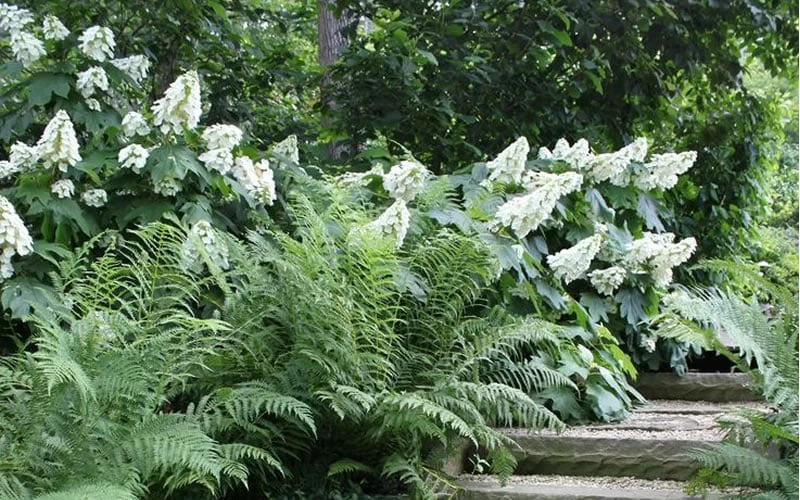 Alice Oakleaf Hydrangea - 3 Gallon Pot 8 Alice Oakleaf Hydrangea - 3 Gallon Pot - Image 8