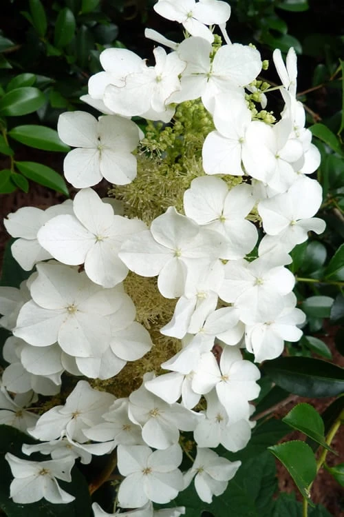 Semmes Beauty Oakleaf Hydrangea - 3 Gallon Pot 1 Semmes Beauty Oakleaf Hydrangea - 3 Gallon Pot
