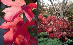 Semmes Beauty Oakleaf Hydrangea - 3 Gallon Pot 10 Semmes Beauty Oakleaf Hydrangea - 3 Gallon Pot -Flora Bloom Shop Hydrangea Semmes Beauty Fall Foliage Color