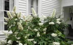 Semmes Beauty Oakleaf Hydrangea - 3 Gallon Pot 11 Semmes Beauty Oakleaf Hydrangea - 3 Gallon Pot -Flora Bloom Shop Hydrangea Semmes Beauty Home Foundation Planting