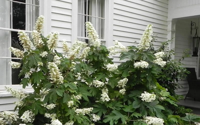 Semmes Beauty Oakleaf Hydrangea - 3 Gallon Pot 6 Semmes Beauty Oakleaf Hydrangea - 3 Gallon Pot - Image 6