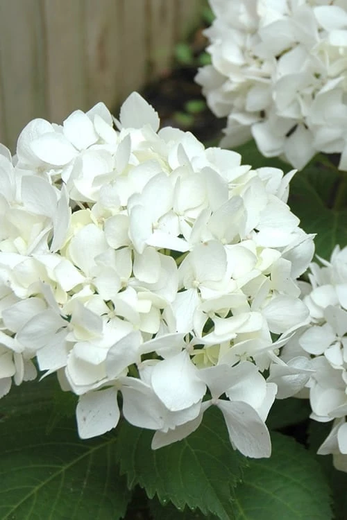 Sister Theresa Hydrangea - 3 Gallon Pot 1 Sister Theresa Hydrangea - 3 Gallon Pot