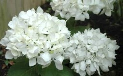 Sister Theresa Hydrangea - 3 Gallon Pot 9 Sister Theresa Hydrangea - 3 Gallon Pot -Flora Bloom Shop Hydrangea Sister Theresa 50