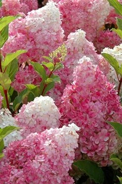 Strawberry Sundae Hydrangea - 1 Gallon Pot 10 Strawberry Sundae Hydrangea - 1 Gallon Pot -Flora Bloom Shop Hydrangea Strawberry Sundae Flowers 3 1