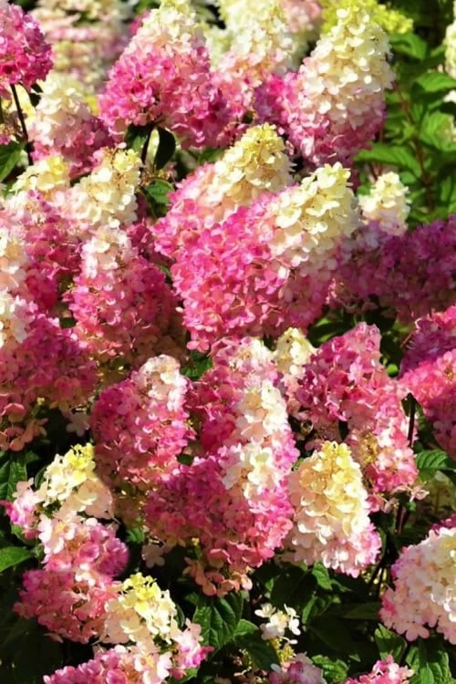 Strawberry Sundae Hydrangea - 3 Gallon Pot 6 Strawberry Sundae Hydrangea - 3 Gallon Pot - Image 6
