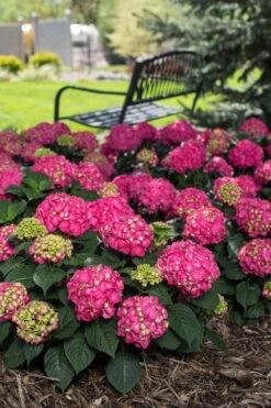 Summer Crush Endless Summer Hydrangea - 2 Gallon Pot -Flora Bloom Shop Hydrangea Summer Crush Endless Summer 3