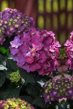 Summer Crush Endless Summer Hydrangea - 7 Gallon Pot -Flora Bloom Shop Hydrangea Summer Crush Endless Summer 4 1
