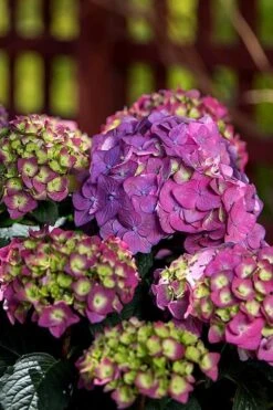 Summer Crush Endless Summer Hydrangea - 7 Gallon Pot -Flora Bloom Shop Hydrangea Summer Crush Endless Summer 5 1