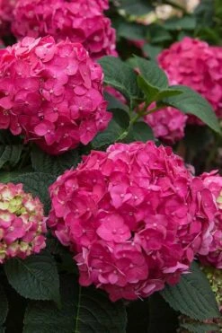 Summer Crush Endless Summer Hydrangea - 7 Gallon Pot -Flora Bloom Shop Hydrangea Summer Crush Endless Summer 6 1