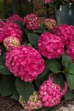 Summer Crush Endless Summer Hydrangea - 2 Gallon Pot -Flora Bloom Shop Hydrangea Summer Crush Endless Summer 7