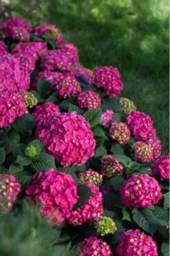 Summer Crush Endless Summer Hydrangea - 2 Gallon Pot -Flora Bloom Shop Hydrangea Summer Crush Endless Summer 9