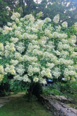 Tardiva Hydrangea - 3 Gallon Pot -Flora Bloom Shop Hydrangea Tardiva 16