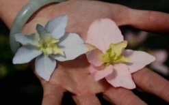 Tuff Stuff Ah-Ha Mountain Hydrangea - 3 Gallon Pot -Flora Bloom Shop Hydrangea Tuff Stuff 3