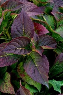 Tuff Stuff Ah-Ha Mountain Hydrangea - 3 Gallon Pot -Flora Bloom Shop Hydrangea Tuff Stuff 4