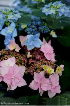 Tuff Stuff Ah-Ha Mountain Hydrangea - 3 Gallon Pot -Flora Bloom Shop Hydrangea Tuff Stuff 5