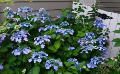 Twist-N-Shout Endless Summer Hydrangea - 1 Gallon Pot -Flora Bloom Shop Hydrangea Twist N Shout Blue Flowers 3