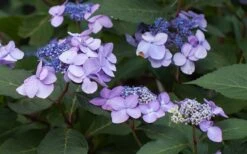 Twist-N-Shout Endless Summer Hydrangea - 3 Gallon Pot -Flora Bloom Shop Hydrangea Twist N Shout Lavender Flowers 2 1