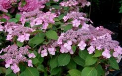 Twist-N-Shout Endless Summer Hydrangea - 3 Gallon Pot -Flora Bloom Shop Hydrangea Twist N Shout Pink Flowers 2 1