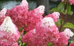 Vanilla Strawberry Hydrangea - 3 Gallon Pot 10 Vanilla Strawberry Hydrangea - 3 Gallon Pot -Flora Bloom Shop Hydrangea Vanilla Strawberry 3