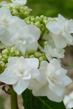 Double Delights Wedding Gown Lacecap Hydrangea - 3 Gallon Pot -Flora Bloom Shop Hydrangea Wedding Gown 23