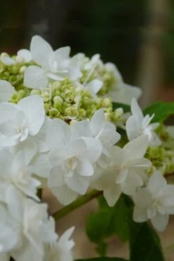 Double Delights Wedding Gown Lacecap Hydrangea - 3 Gallon Pot -Flora Bloom Shop Hydrangea Wedding Gown 4