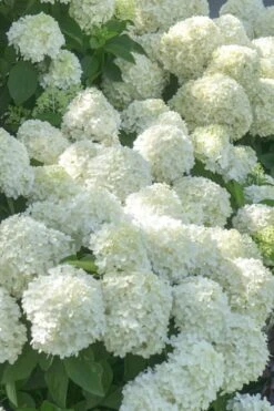 White Wedding Hydrangea - 2 Gallon Pot -Flora Bloom Shop Hydrangea White Wedding 5 x750
