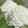 White Wedding Hydrangea - 2 Gallon Pot