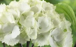Zebra Hydrangea - 1 Gallon Pot -Flora Bloom Shop Hydrangea Zebra 3