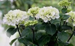 Zebra Hydrangea - 1 Gallon Pot -Flora Bloom Shop Hydrangea Zebra Flowers